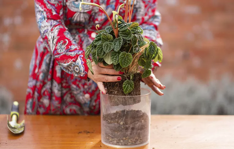 aplicação em floricultura