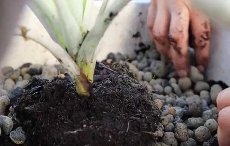 aplicação em floricultura