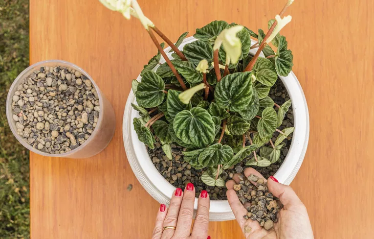 aplicação em floricultura