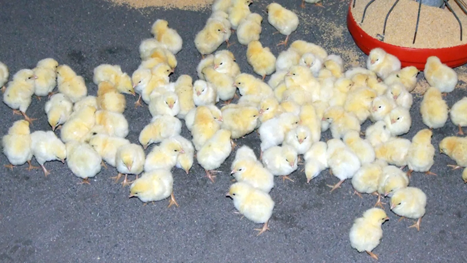 Utilização de argila expandida Leca® nas camas de aves