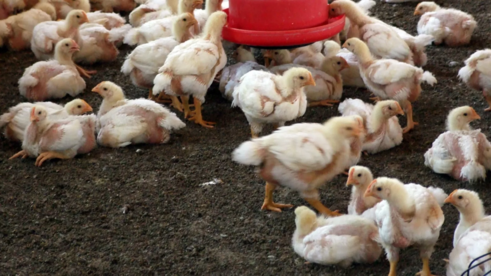 Utilização de argila expandida Leca® nas camas de aves